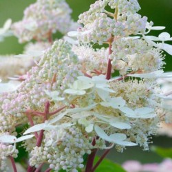 Hydrangea p. EARLY HARRY...