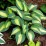 Hosta 'Catherine'