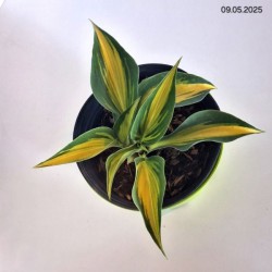 Hosta 'Catherine'