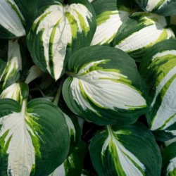 Hosta 'Color Festival'