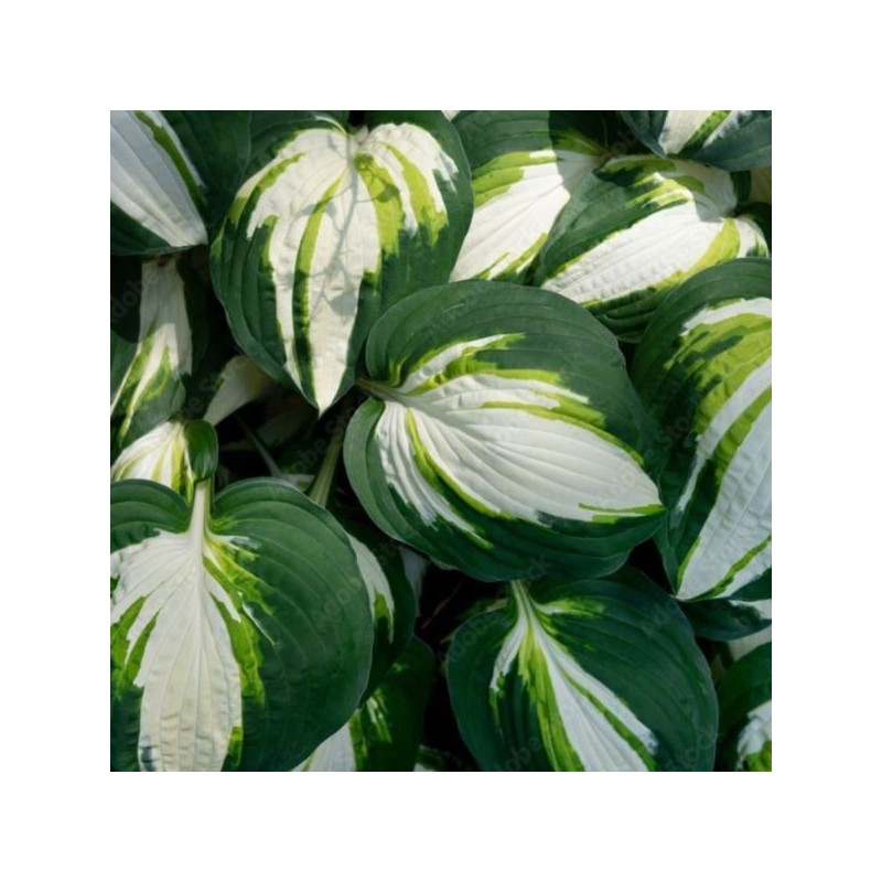Hosta 'Color Festival'