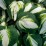 Hosta 'Color Festival'