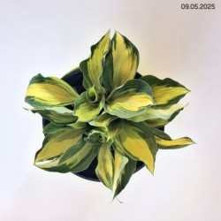 Hosta 'Color Festival'