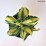 Hosta 'Color Festival'