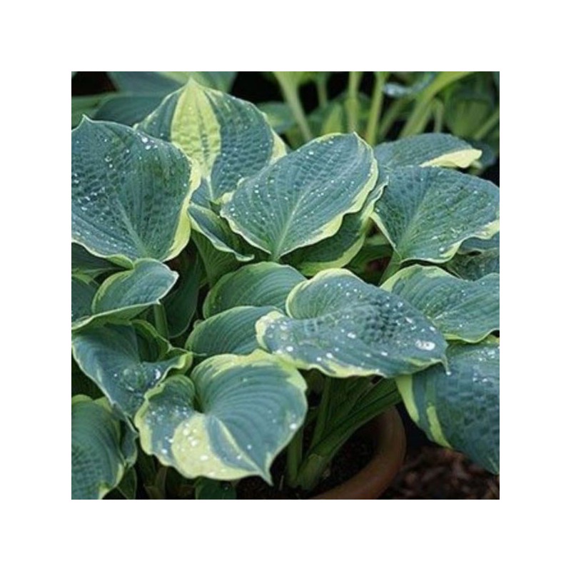 Hosta 'Pizzaz'