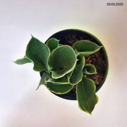 Hosta 'Pizzaz'