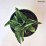 Hosta 'Striptease'