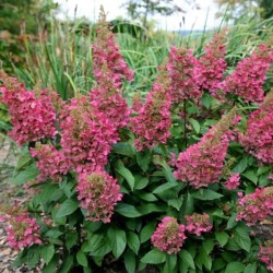 Hydrangea p. PINKY WINKY...