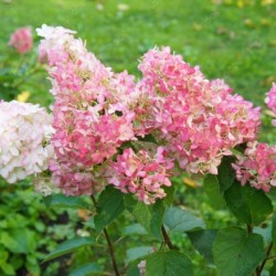 Hydrangea p. SUNDAE FRAISE...