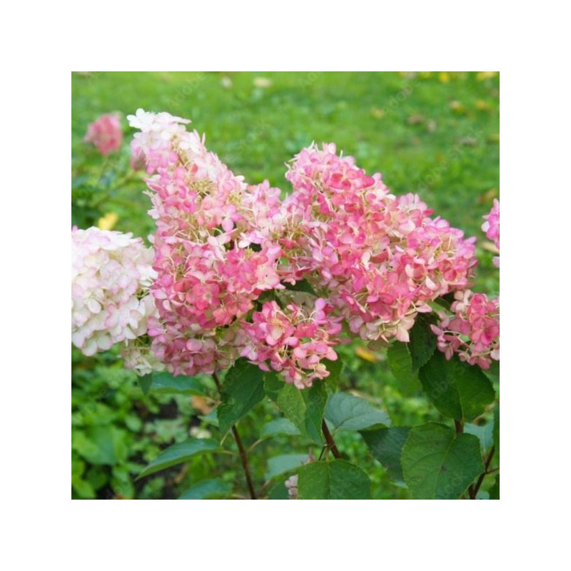 Hydrangea p. SUNDAE FRAISE 'Rensun' PBR