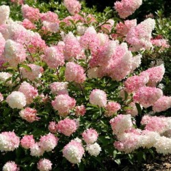 Hydrangea p. VANILLE-FRAISE...