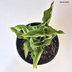 Hosta 'Sharmon'