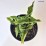 Hosta 'Sharmon'