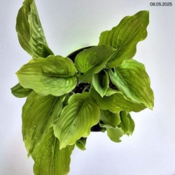 Hosta 'Honeybells'