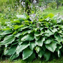 Hosta 'Royal Standard'