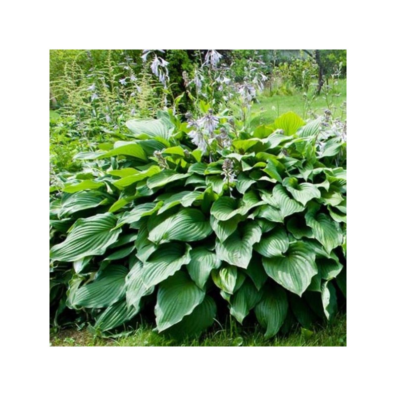 Hosta 'Royal Standard'