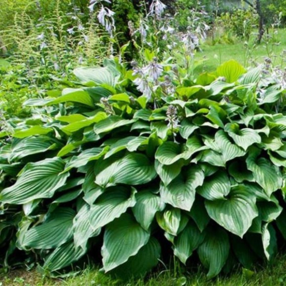 Hosta 'Royal Standard'