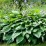 Hosta 'Royal Standard'