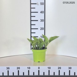 Hosta 'Royal Standard'