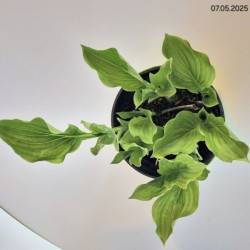 Hosta 'Royal Standard'