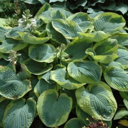 Hosta 'Frances Williams'