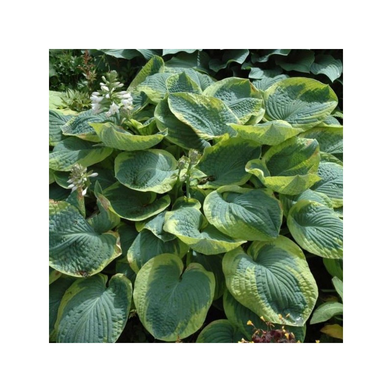 Hosta 'Frances Williams'