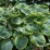Hosta 'Frances Williams'