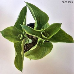 Hosta 'Frances Williams'