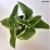 Hosta 'Frances Williams'