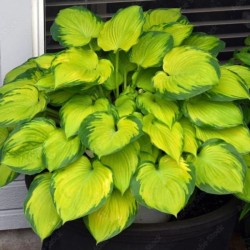 Hosta 'Stained Glass'