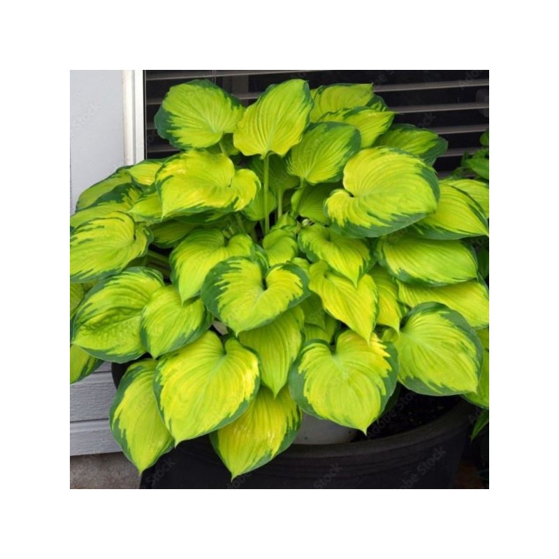 Hosta 'Stained Glass'