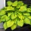 Hosta 'Stained Glass'