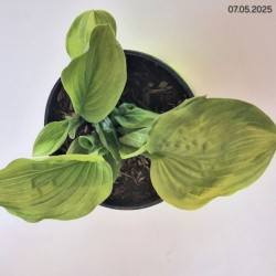 Hosta 'Stained Glass'