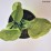 Hosta 'Stained Glass'
