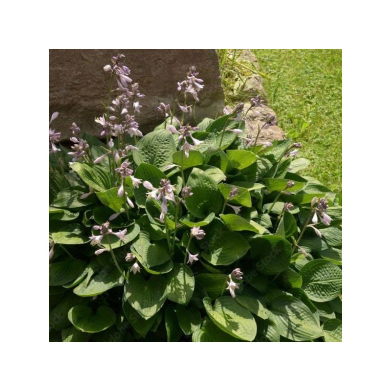 Hosta 'Elegans'