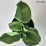 Hosta 'Elegans'