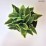 Hosta 'Wide Brim'