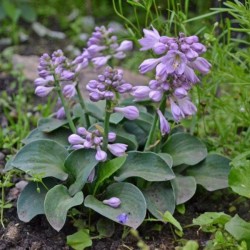 Hosta 'Blue Mouse Ears'