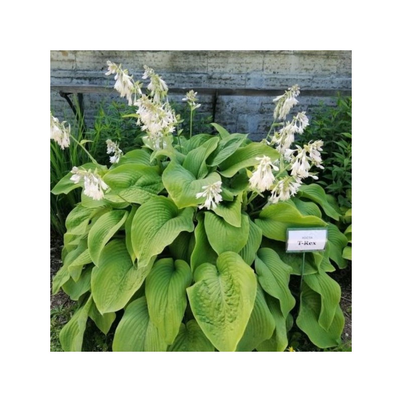 Hosta 'T Rex'