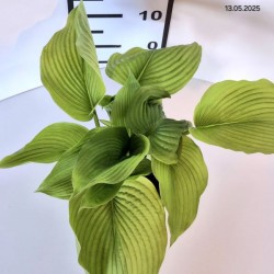 Hosta 'T Rex'