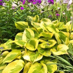 Hosta 'Summer Breeze'