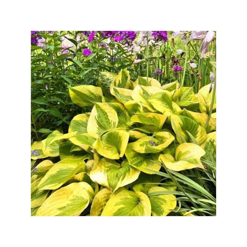 Hosta 'Summer Breeze'