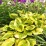 Hosta 'Summer Breeze'