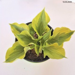 Hosta 'Summer Breeze'