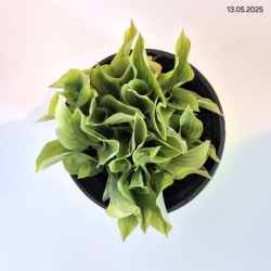 Hosta 'Pilgrim'
