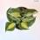 Hosta 'Great Expectations'