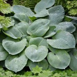 Hosta 'Blue Angel'