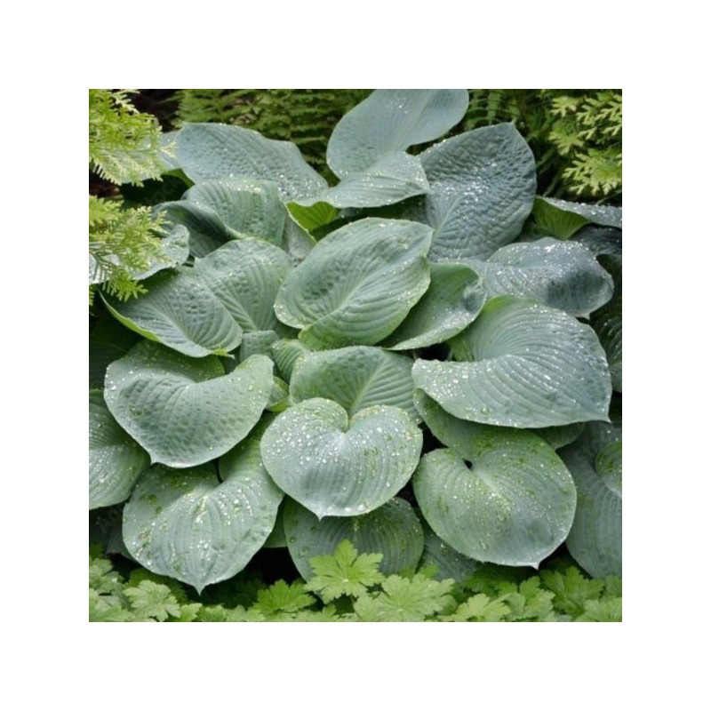 Hosta 'Blue Angel'