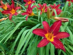 Hemerocallis 'Sammy Russel'