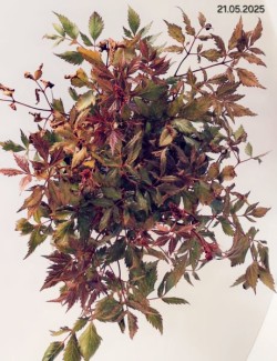 Astilbe 'Fanal'